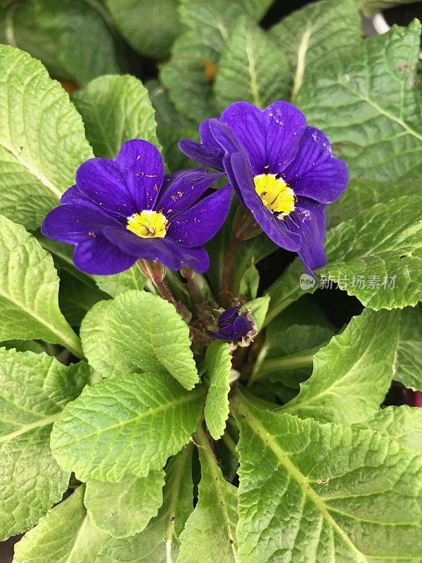 甜紫罗兰(Viola odorata)